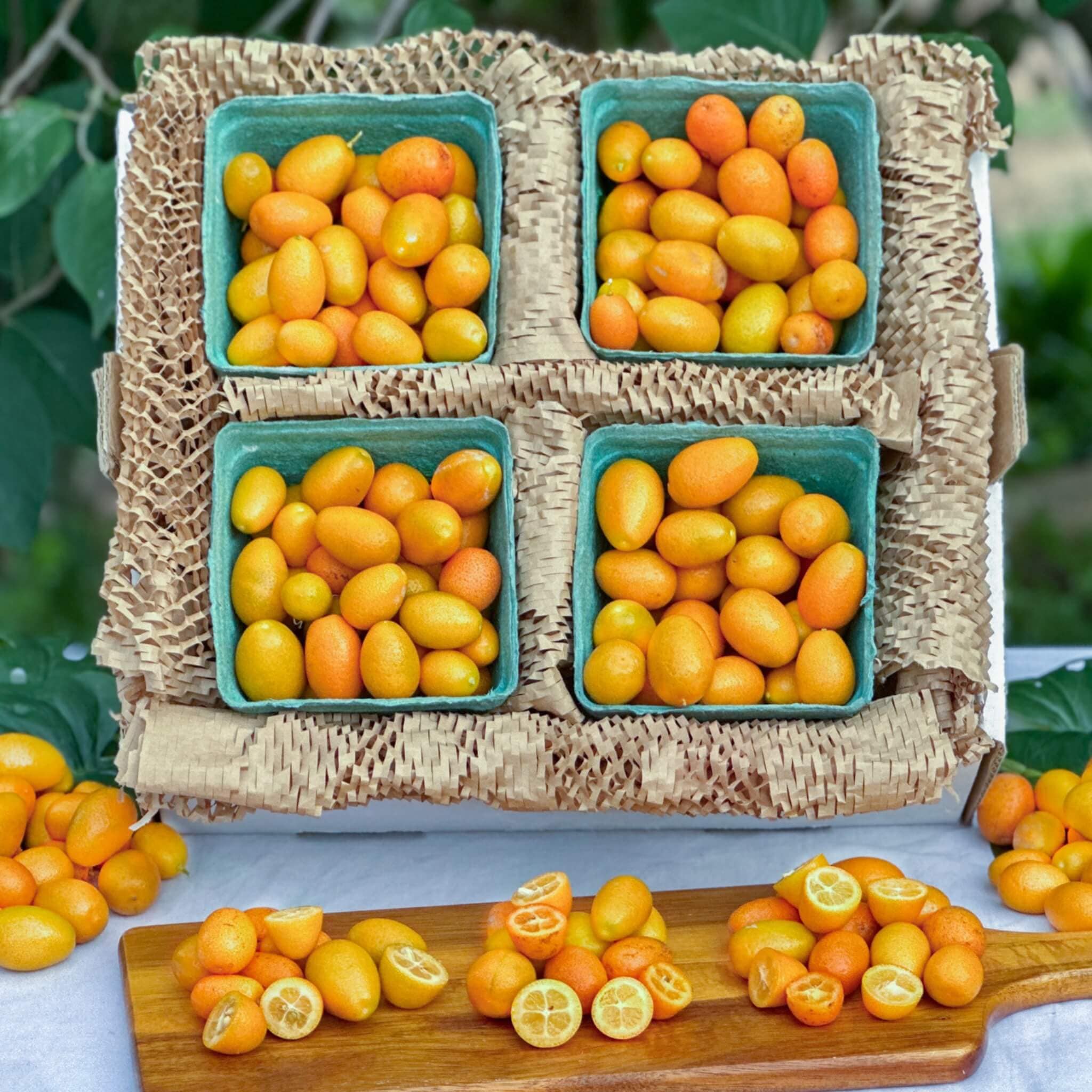 Five Gum-Mini Hawthorne Kumquat 6pk - Nimbus Imports