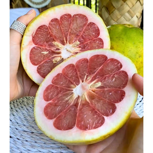 Asian Pomelo