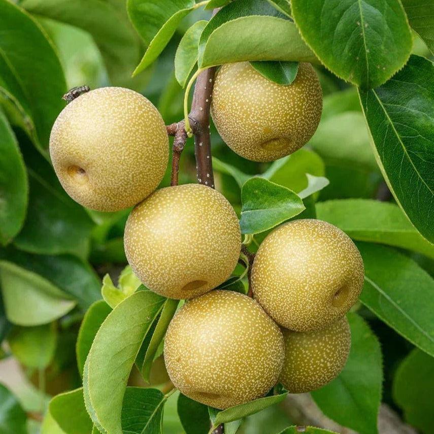 Asian Pear Good Hill Farms Fruit: Asian Pear