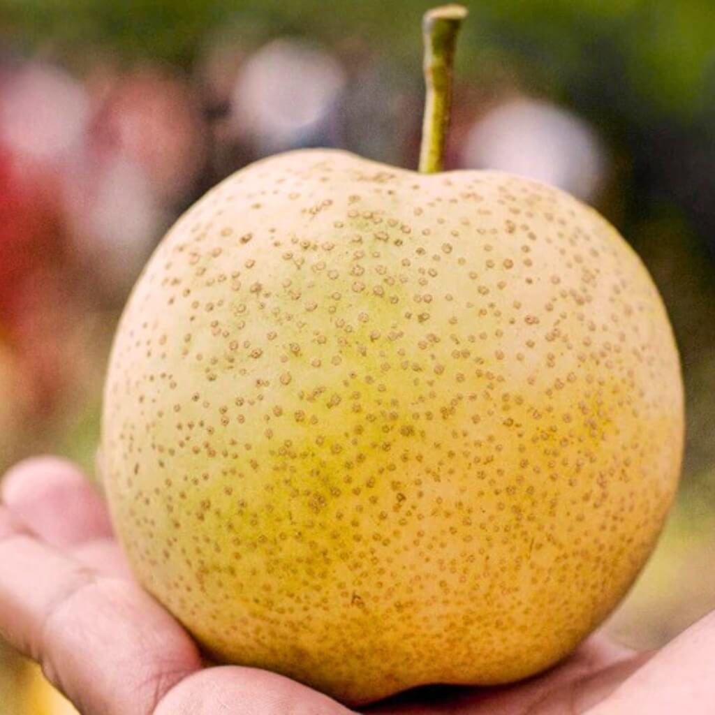 Asian Pear Good Hill Farms Fruit: Asian Pear