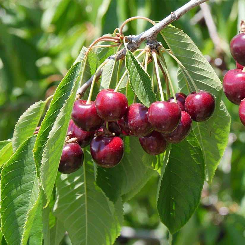 Bing Cherry Good Hill Farms Fruit: Cherry, Bing