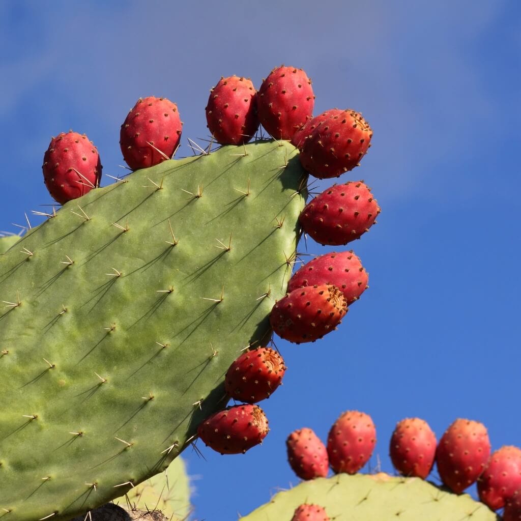 Cactus Pear Good Hill Farms Fruit: Cactus Pear