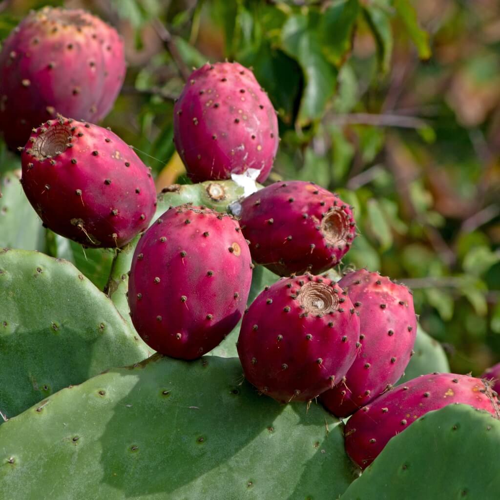 Cactus Pear Good Hill Farms Fruit: Cactus Pear