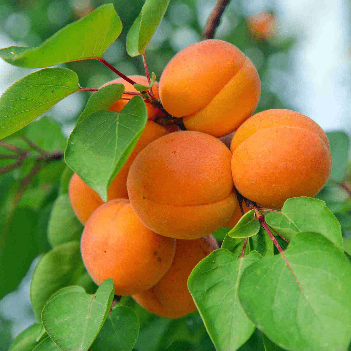 California Apricot Good Hill Farms Fruit: Apricot