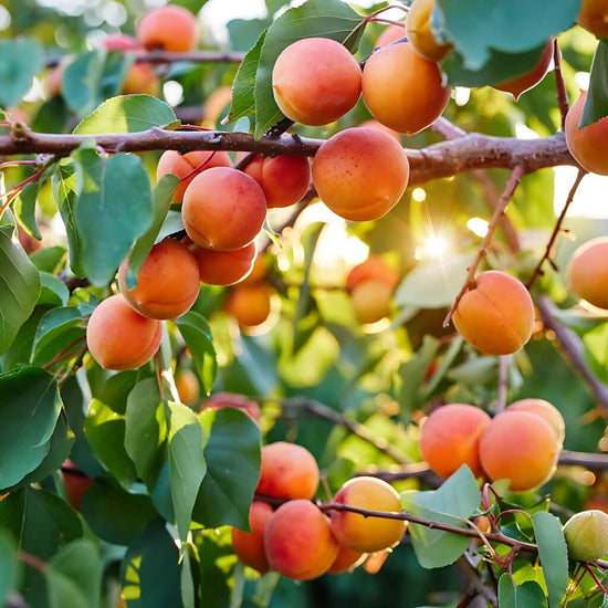 California Apricot Good Hill Farms Fruit: Apricot