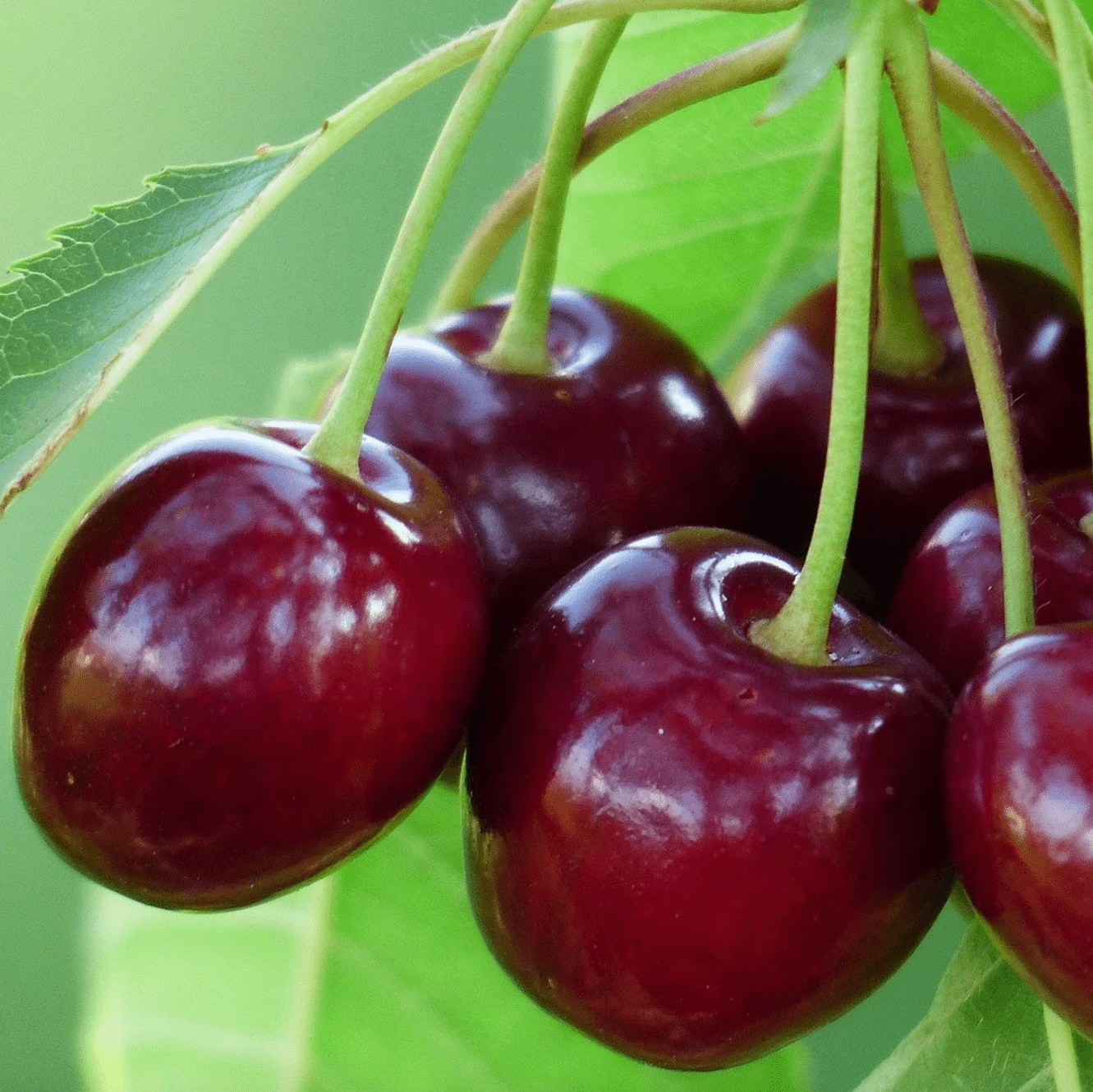 California Cherry Good Hill Farms Fruit: Cherry