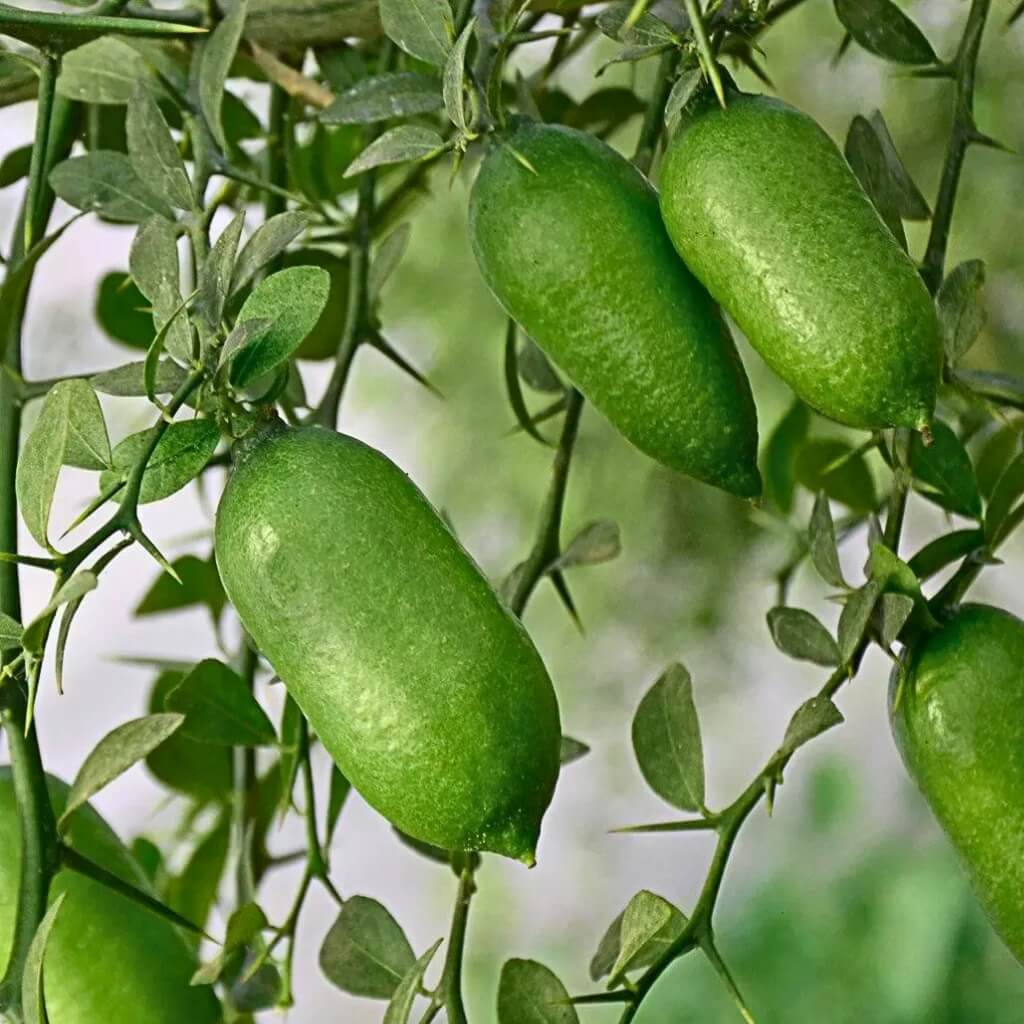 Caviar Lime (Australian Finger Lime) Good Hill Farms Fruit: Lime, Caviar