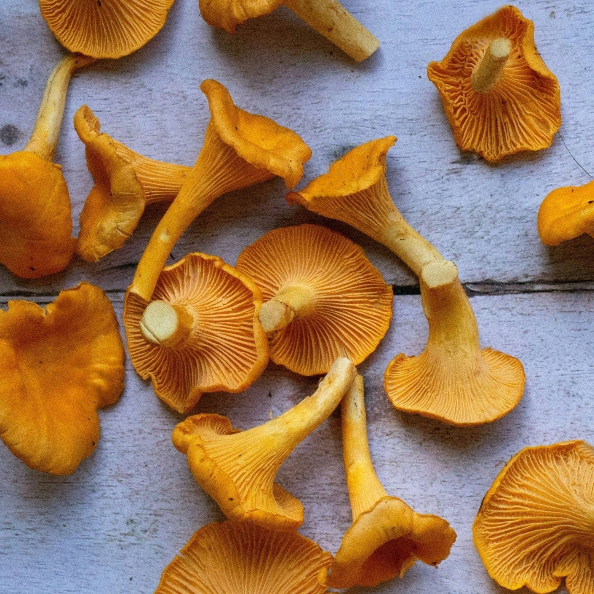 Chanterelle Good Hill Farms Mushroom: Chanterelle