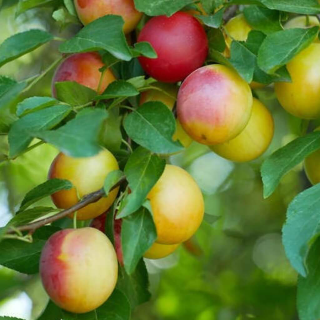 Cherry Plum Good Hill Farms Fruit: Cherry Plum