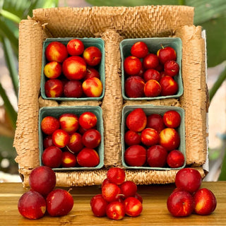 Cherry Plum Good Hill Farms Fruit: Cherry, Plum