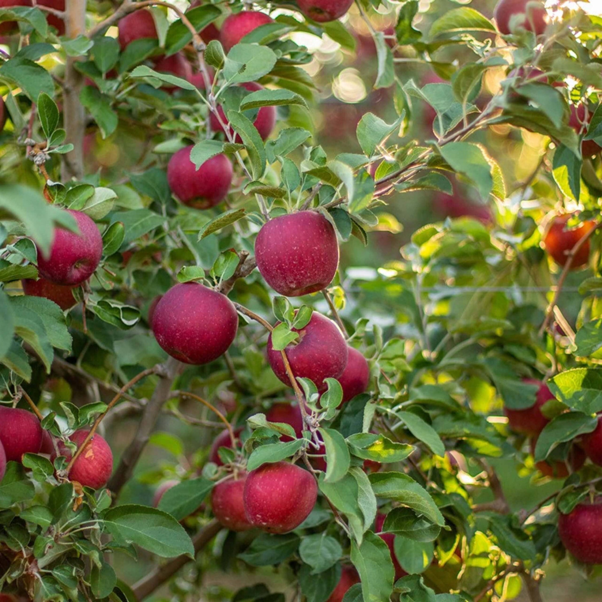 Cosmic Crisp Apple Good Hill Farms Fruit: Apple, Cosmic Crisp