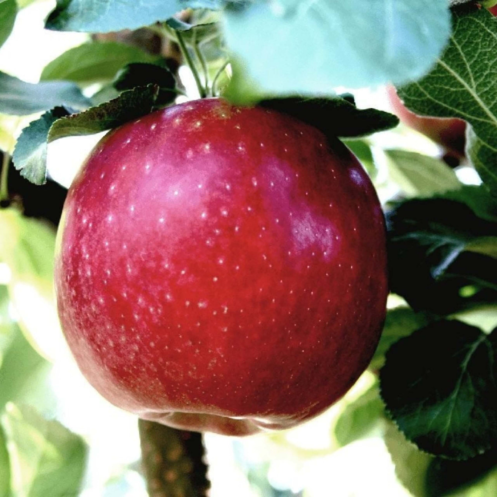 Cosmic Crisp Apple Good Hill Farms Fruit: Apple, Cosmic Crisp