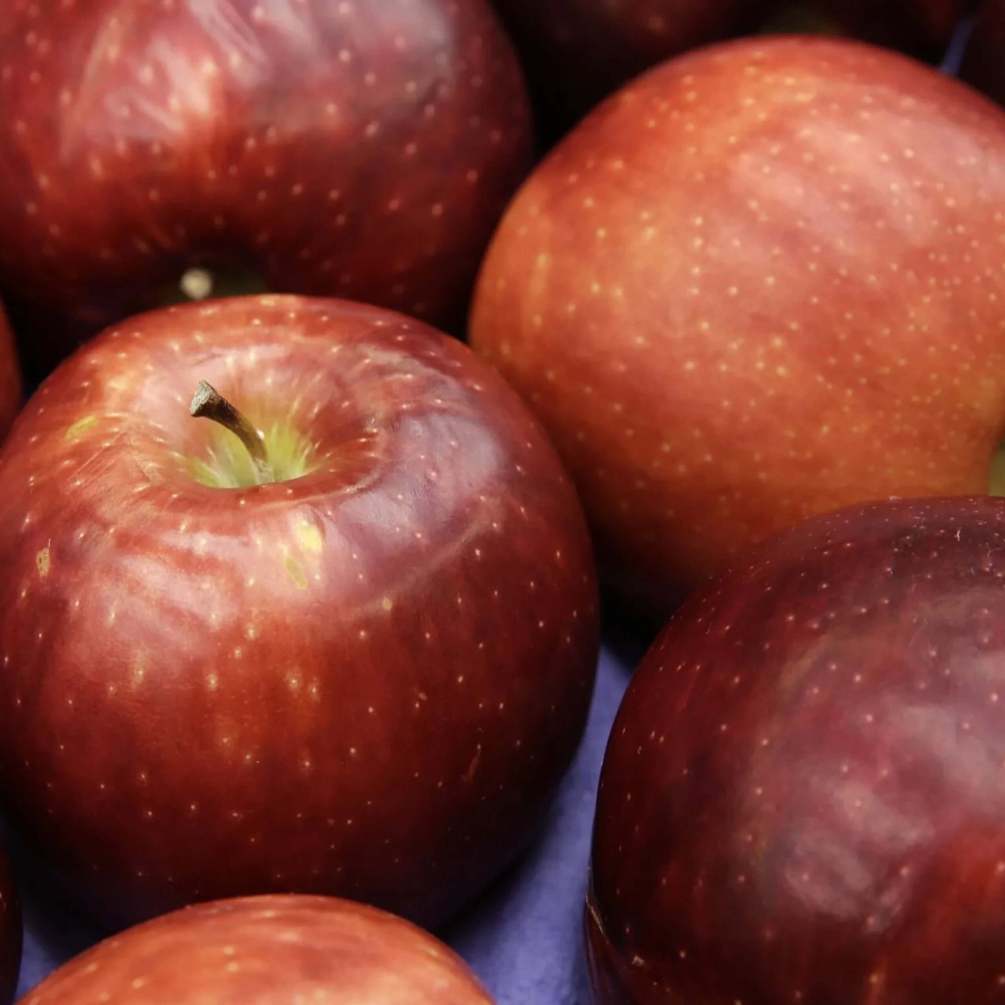 Cosmic Crisp Apple Good Hill Farms Fruit: Apple, Cosmic Crisp