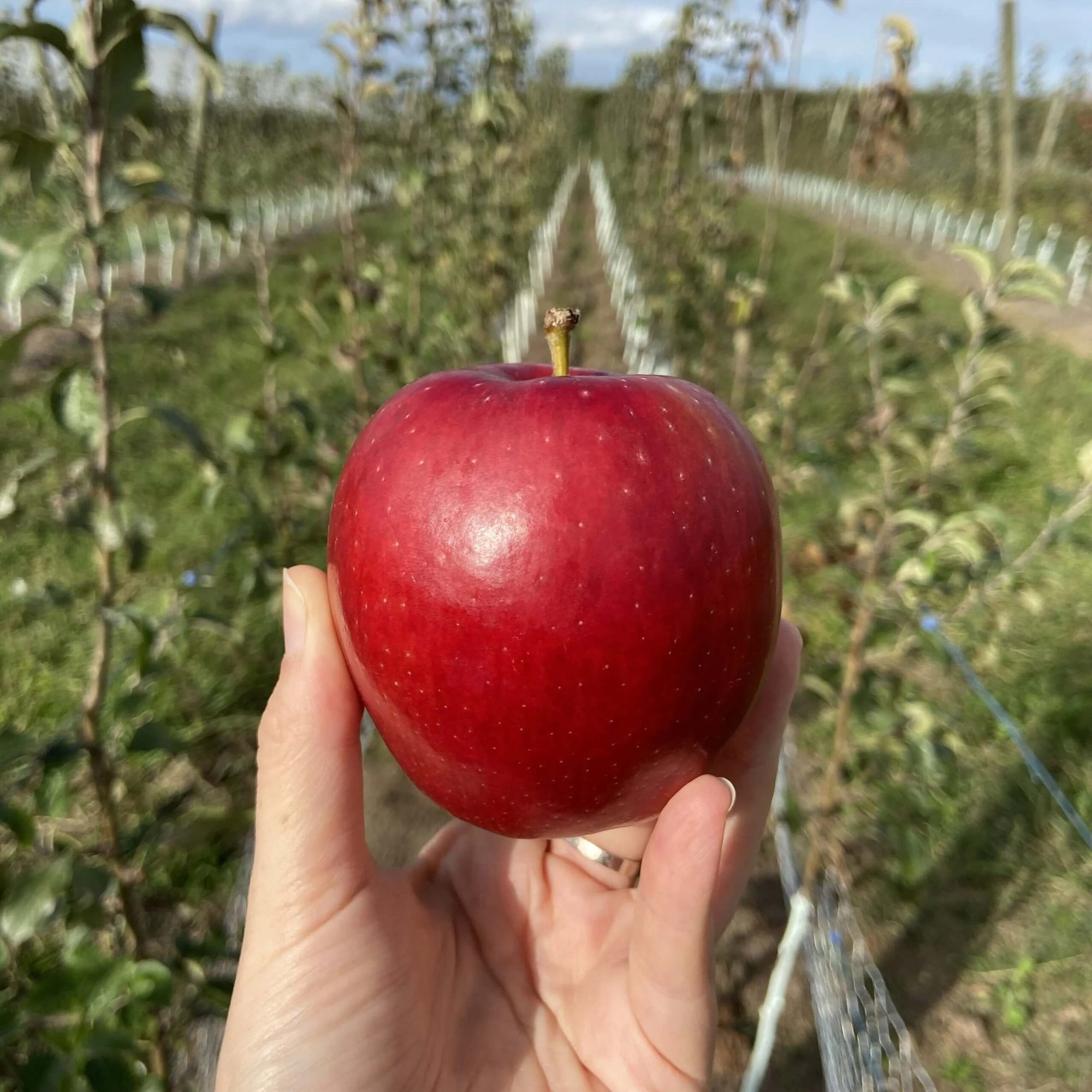 Cosmic Crisp Apple Good Hill Farms Fruit: Apple, Cosmic Crisp