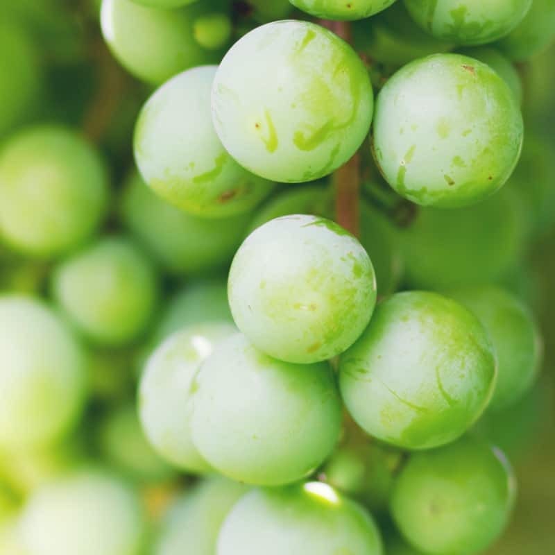 Cotton Candy Grapes Good Hill Farms Fruit: Grape, Cotton Candy