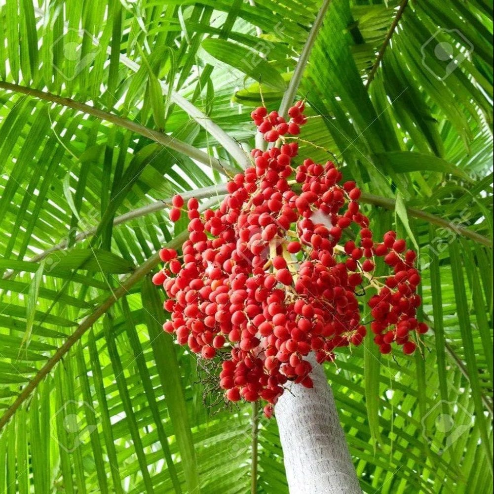 Date Variety Box Good Hill Farms Mix Box: Date, Variety