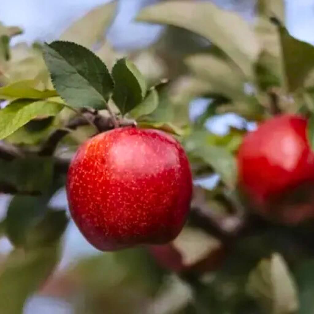 Envy Apple Good Hill Farms Fruit: Apple, Envy