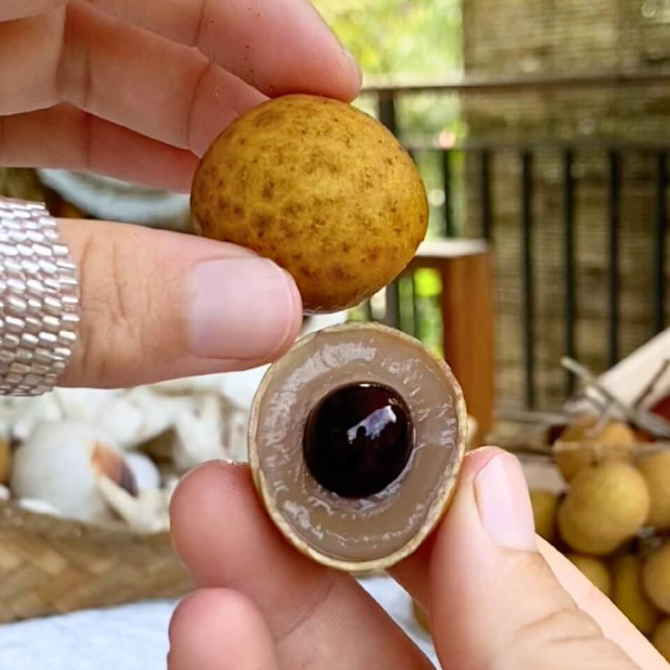 Exotic Fruit Starter Kit Good Hill Farms Mix Box: Bundle, Family Feast