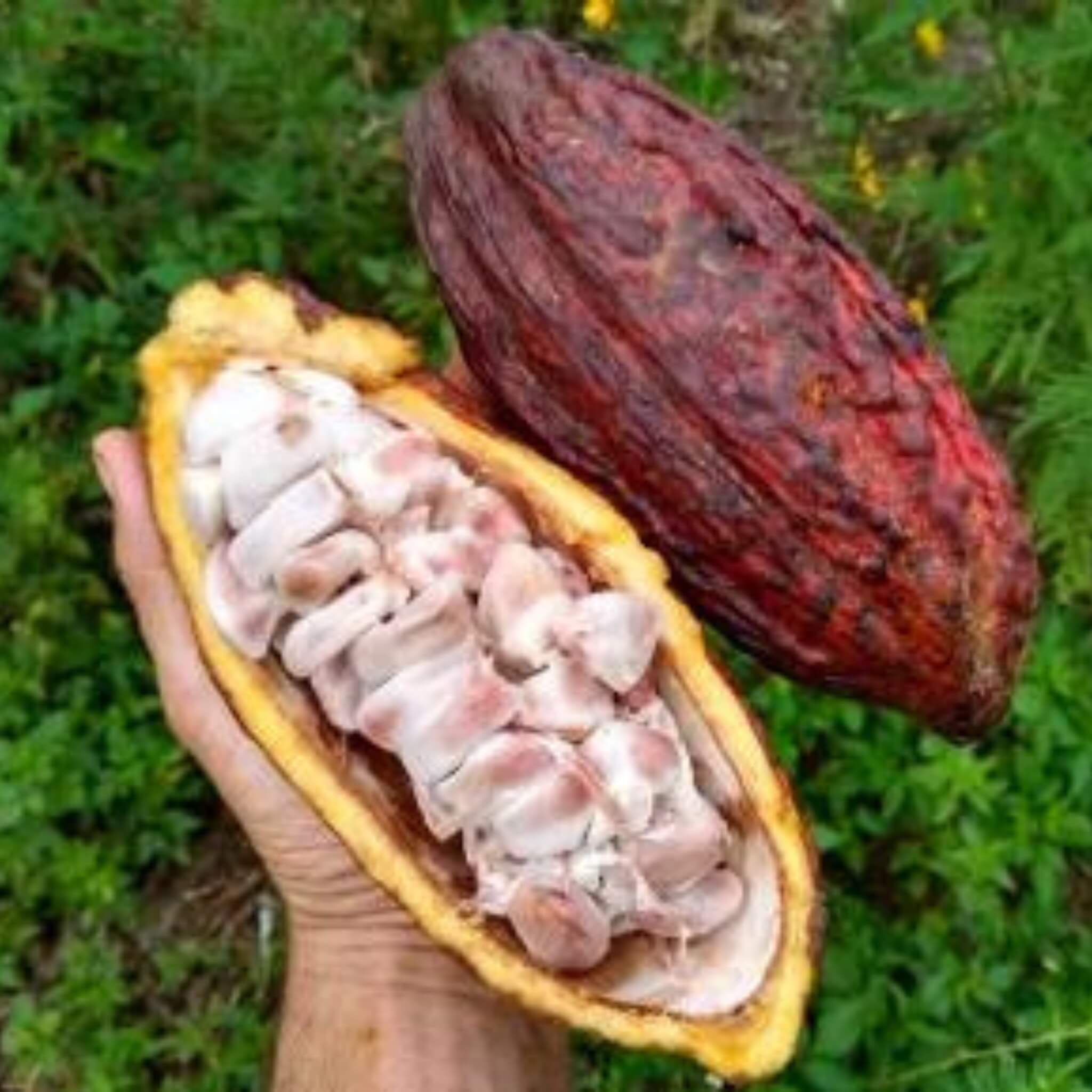 Fresh Cacao Pods (Chocolate) – Good Hill Farms