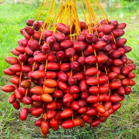 Fresh Red Dates (Khalal Zaghloul) Good Hill Farms Fruit: Date, Red