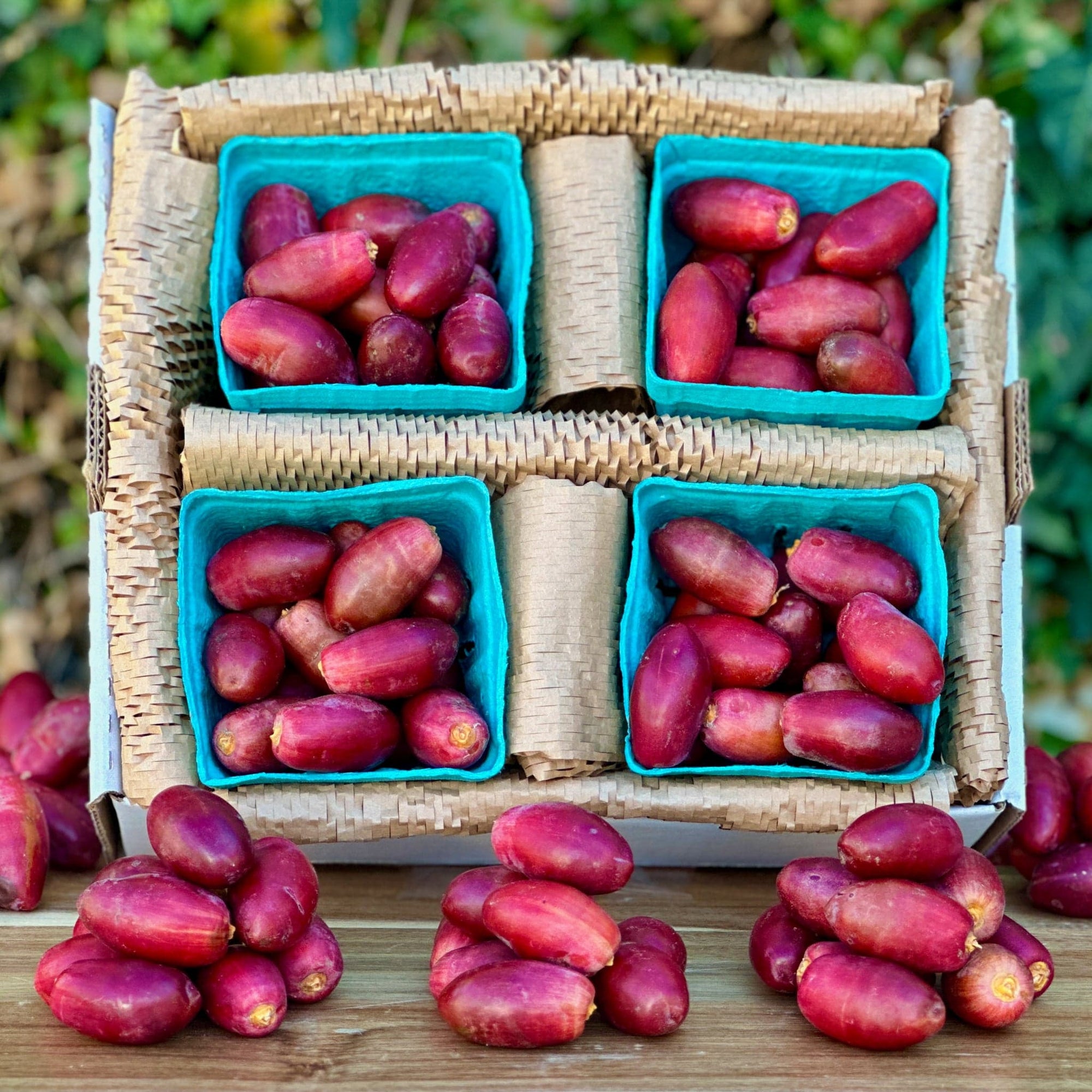 Fresh Red Dates (Khalal Zaghloul) Good Hill Farms Fruit: Date, Red