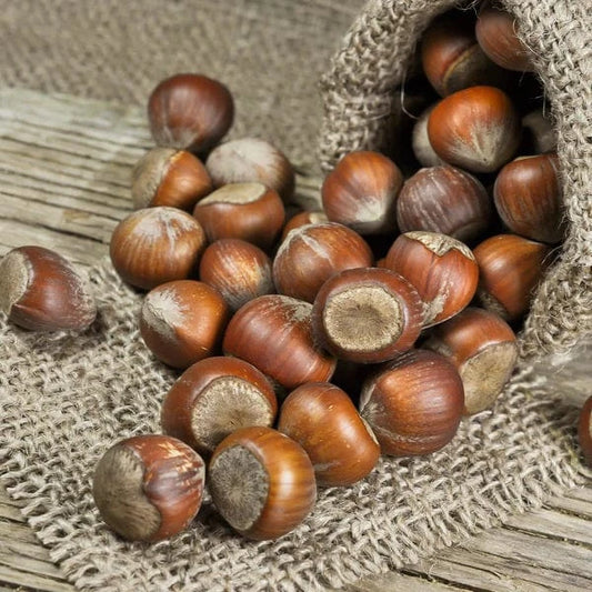 Fresh Whole Hazelnuts Good Hill Farms Fruit: Hazelnut