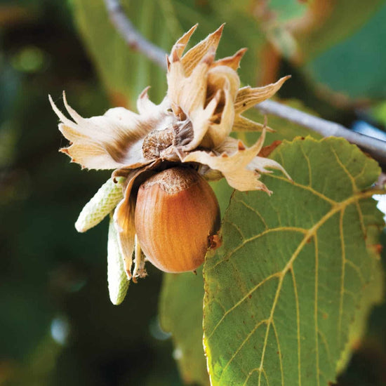 Fresh Whole Hazelnuts Good Hill Farms Fruit: Hazelnut