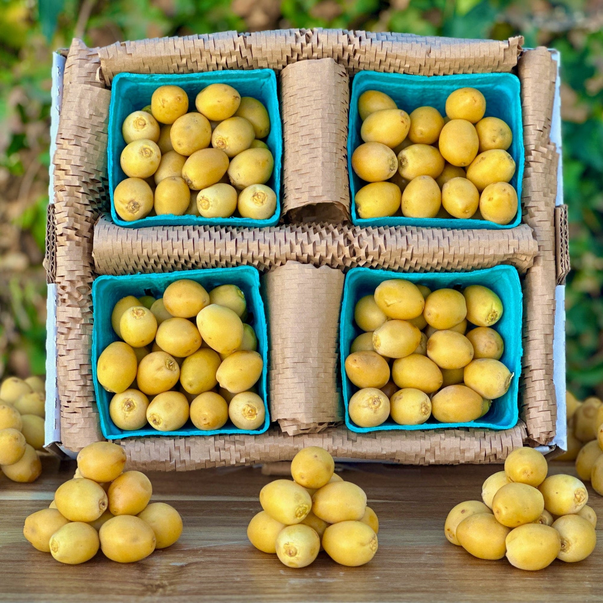 Fresh Yellow Dates (Khalal Barhi) Good Hill Farms Fruit: Date, Yellow