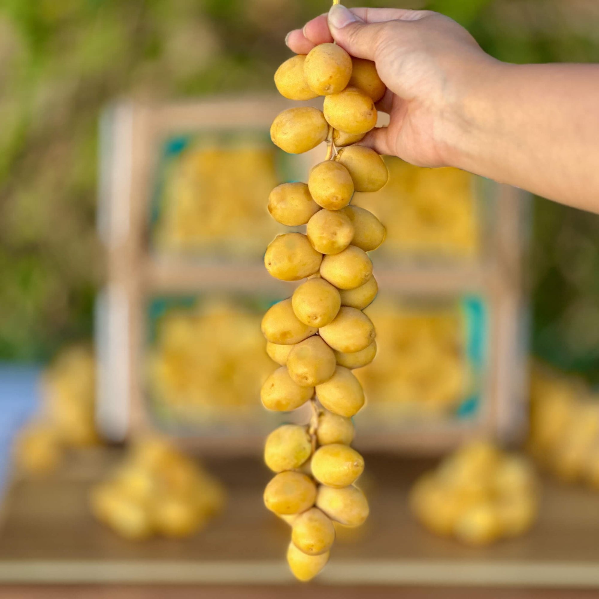 Fresh Yellow Dates (Khalal Barhi) Good Hill Farms Fruit: Date, Yellow
