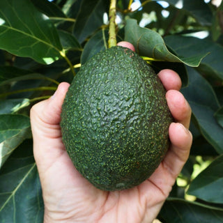 GEM Avocado Fruit Good Hill Farms Fruit: Avocado, GEM
