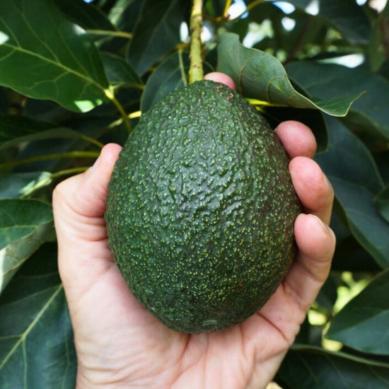 GEM Avocado Fruit Good Hill Farms Fruit: Avocado, GEM