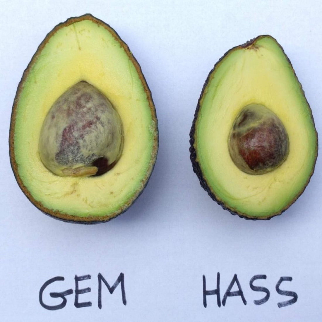 GEM Avocado Fruit Good Hill Farms Fruit: Avocado, GEM