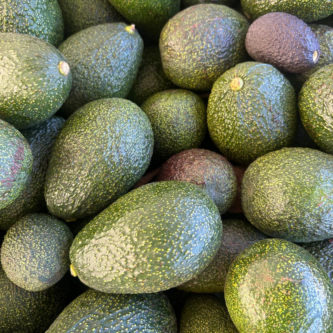 GEM Avocado Fruit Good Hill Farms Fruit: Avocado, GEM