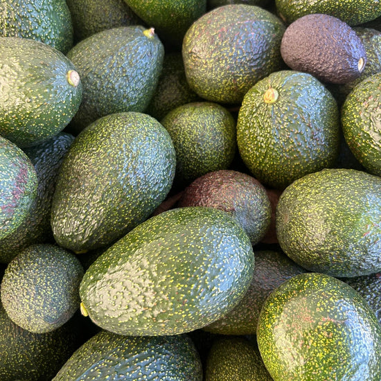GEM Avocado Fruit Good Hill Farms Fruit: Avocado, GEM