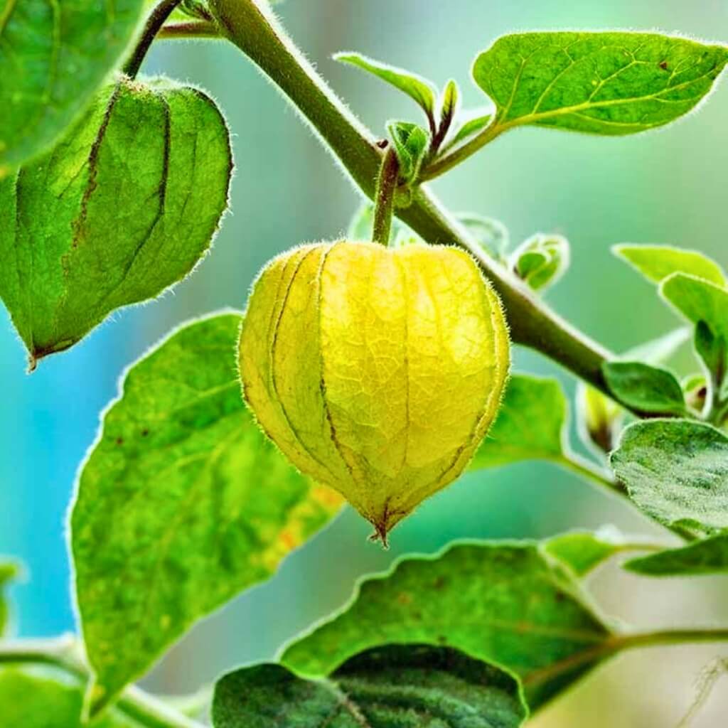 Golden Berry (Peruvian Ground Cherry, Gooseberry) Good Hill Farms Fruit: Golden Berries