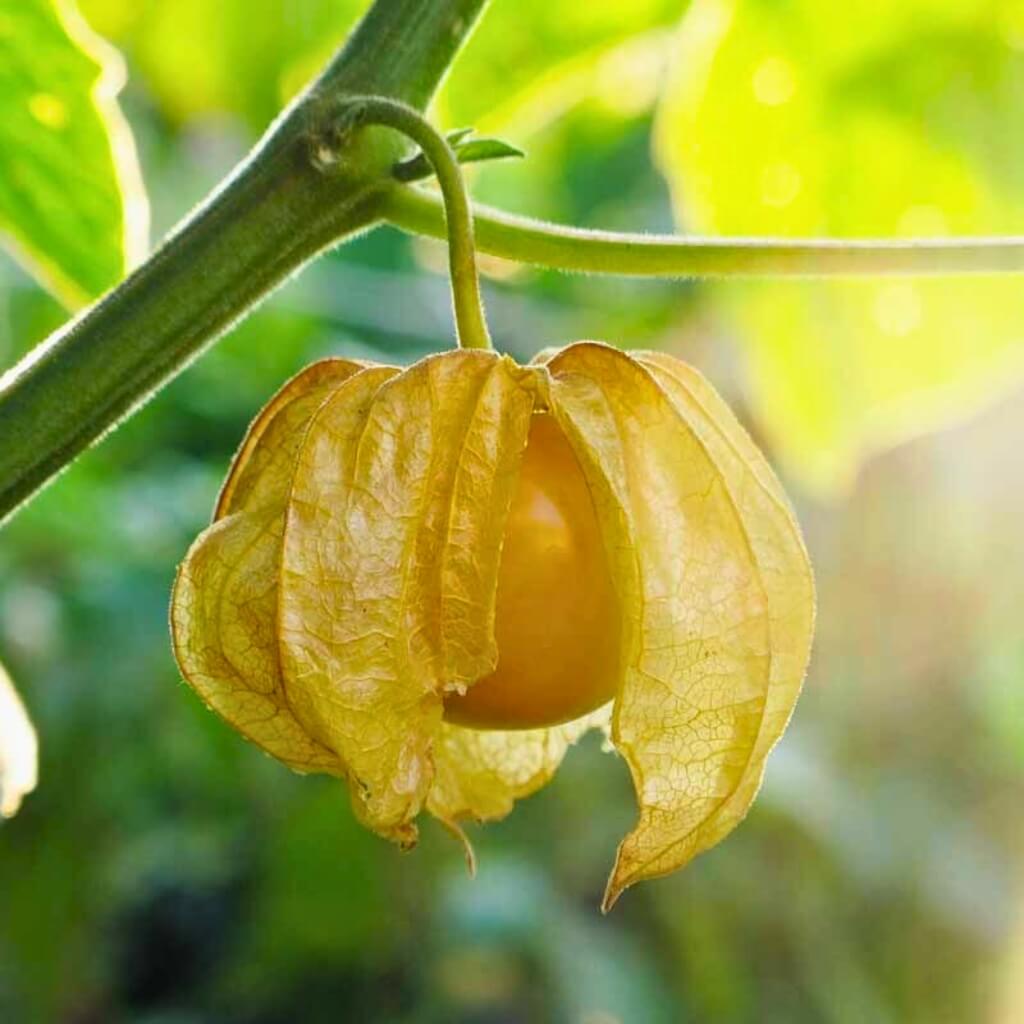 Golden Berry (Peruvian Ground Cherry, Gooseberry) Good Hill Farms Fruit: Golden Berries