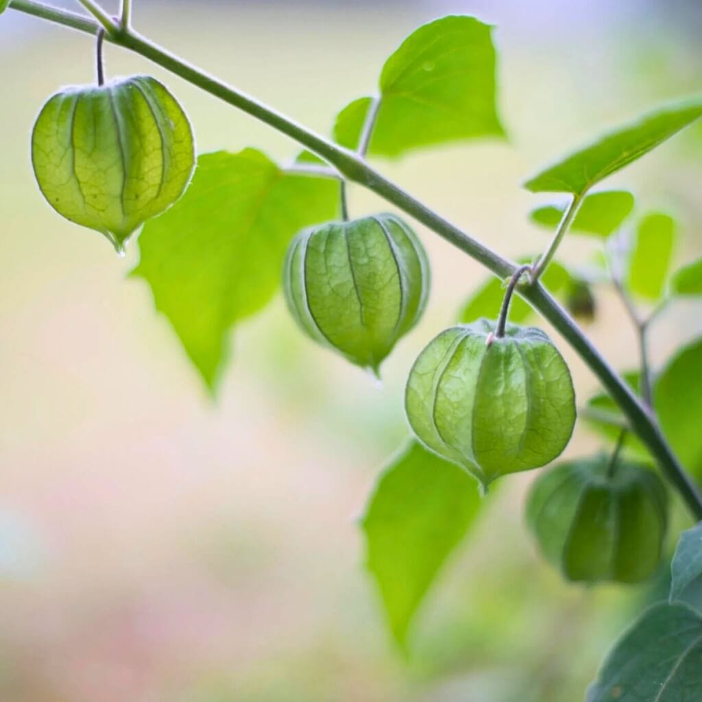 Golden Berry (Peruvian Ground Cherry, Gooseberry) Good Hill Farms Fruit: Golden Berries