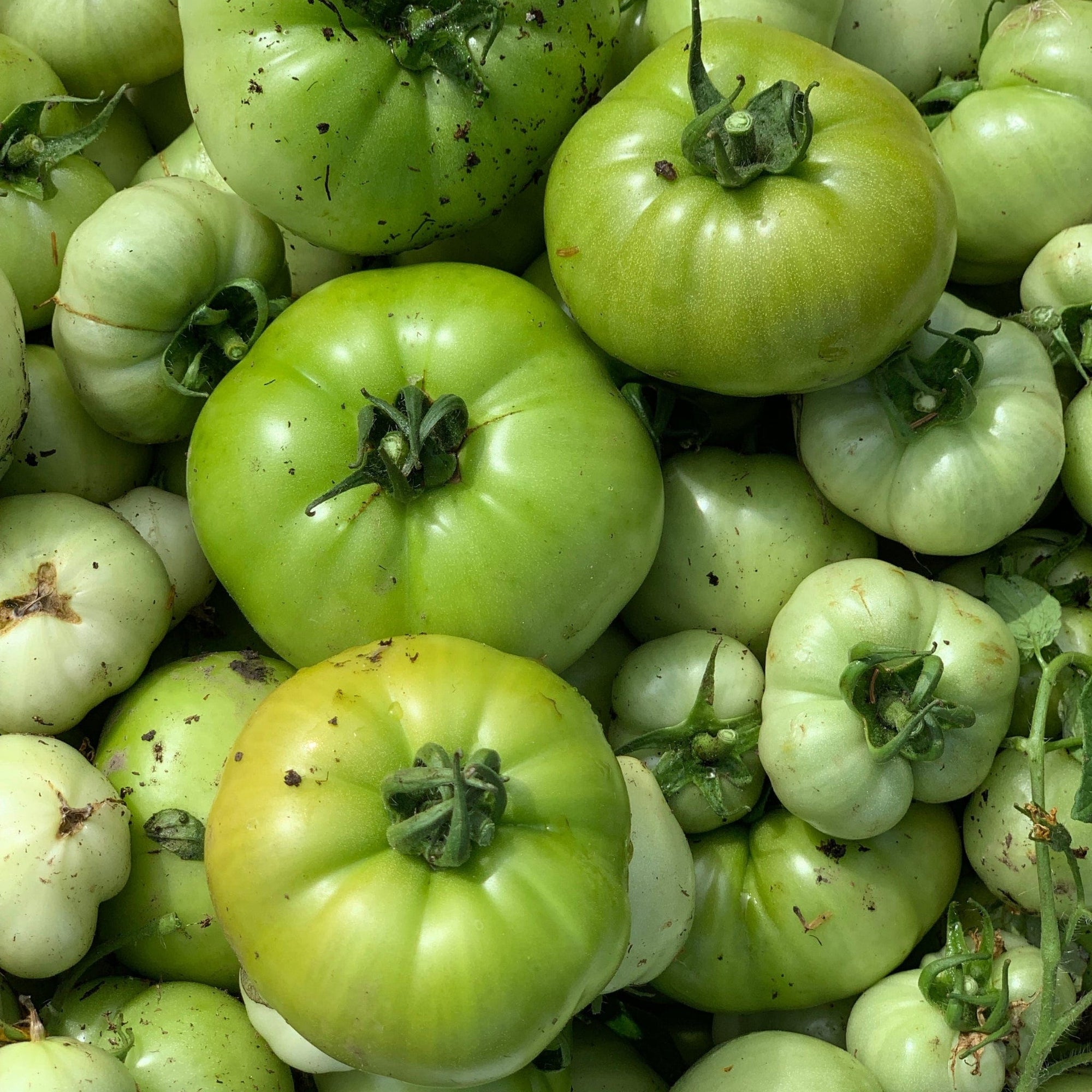 Green Tomatoes Good Hill Farms Fruit: Tomato, Green