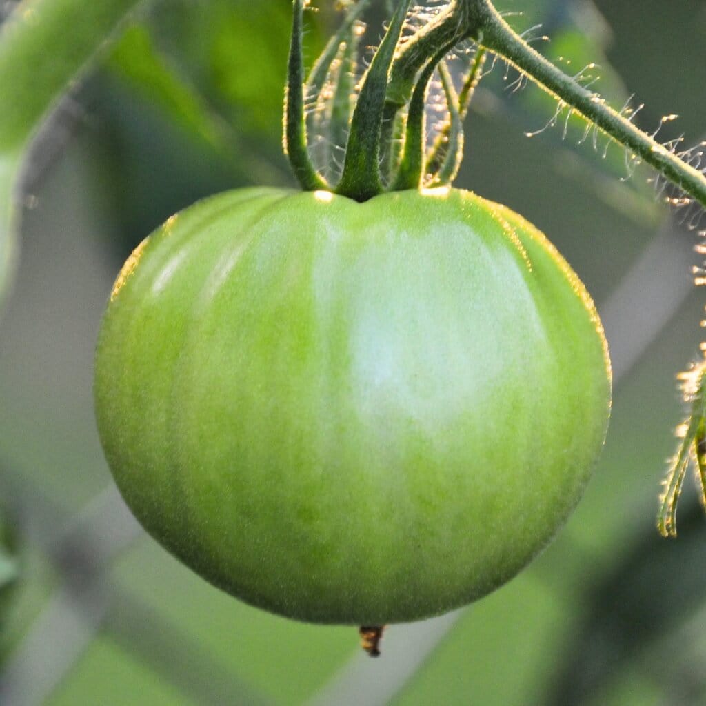 Green Tomatoes Good Hill Farms Fruit: Tomato, Green