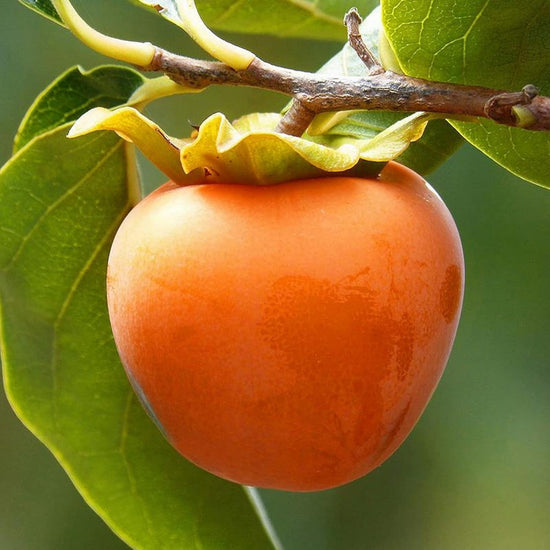 Hachiya Persimmon Good Hill Farms Fruit: Persimmon, Hachiya