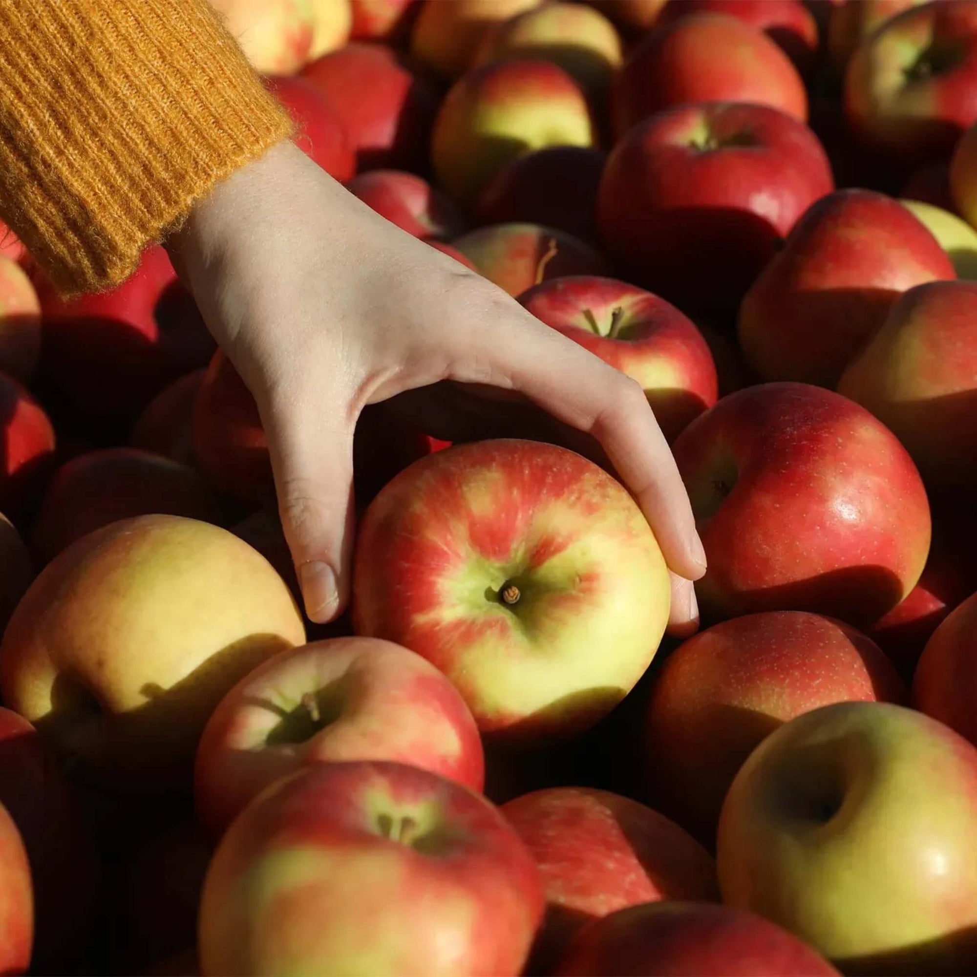 Honeycrisp Apple Good Hill Farms Fruit: Apple, Honeycrisp