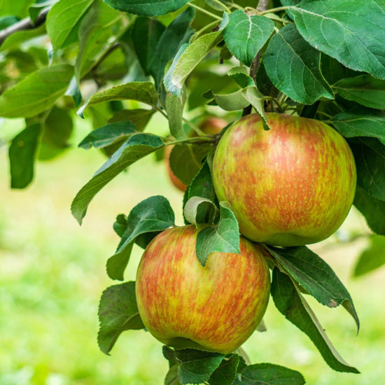 Honeycrisp Apple Good Hill Farms Fruit: Apple, Honeycrisp