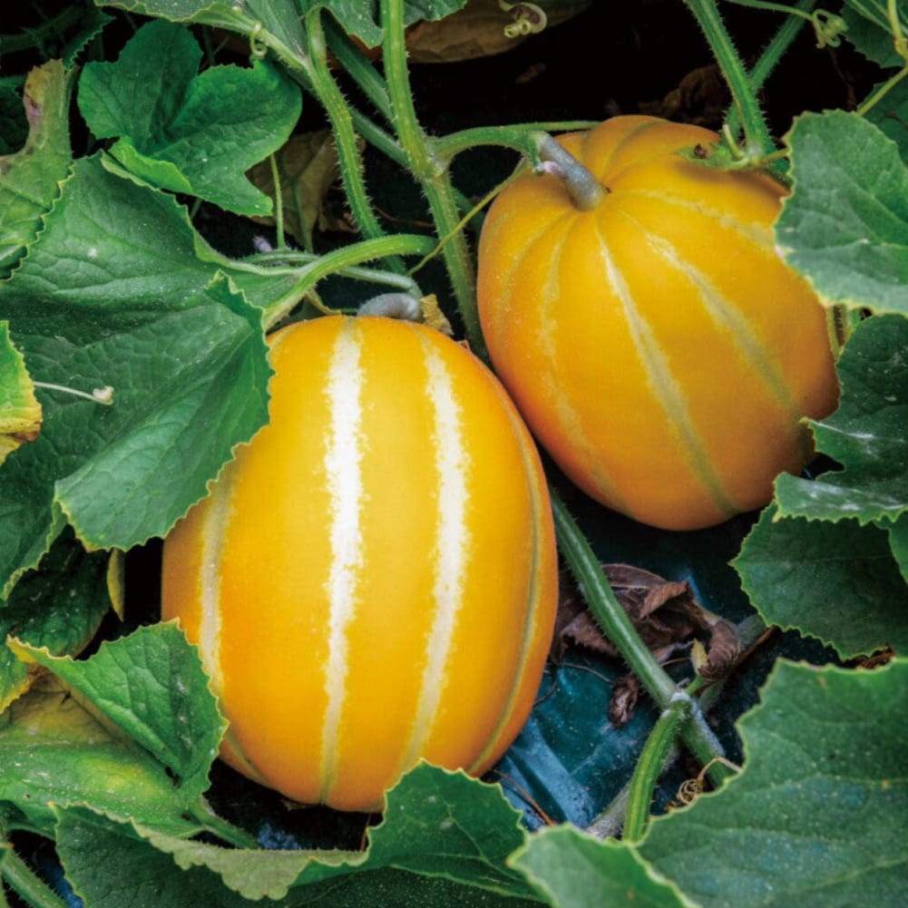 Korean Melon Good Hill Farms Fruit: Melon, Korean