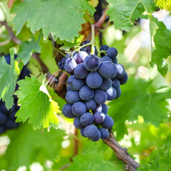 Kyoho Grapes Good Hill Farms Fruit: Grape, Kyoho