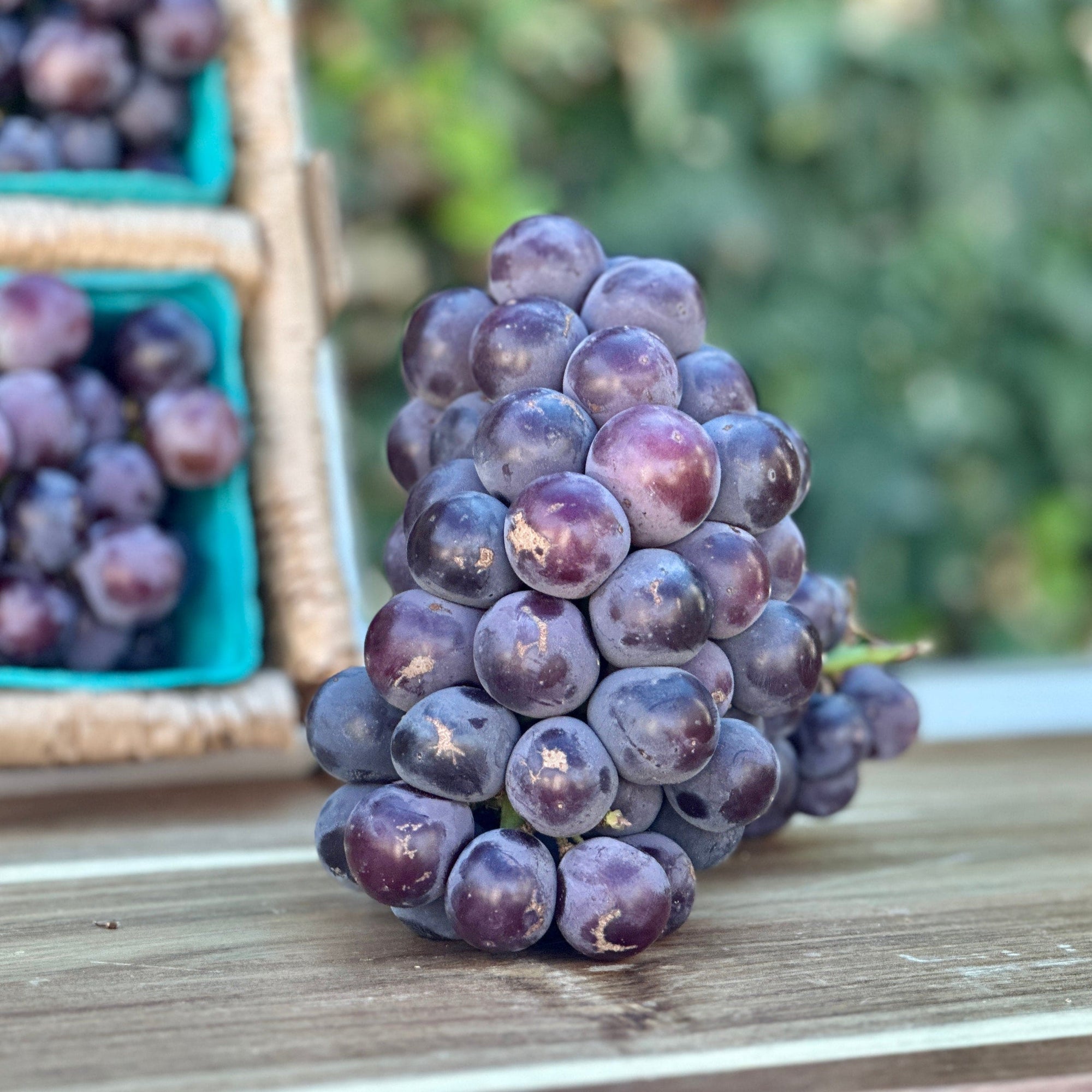 Kyoho Grapes Good Hill Farms Fruit: Grape, Kyoho