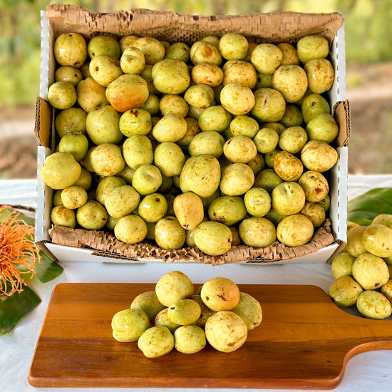 Li Jujube (Chinese Date) Good Hill Farms Fruit: Jujube, Li