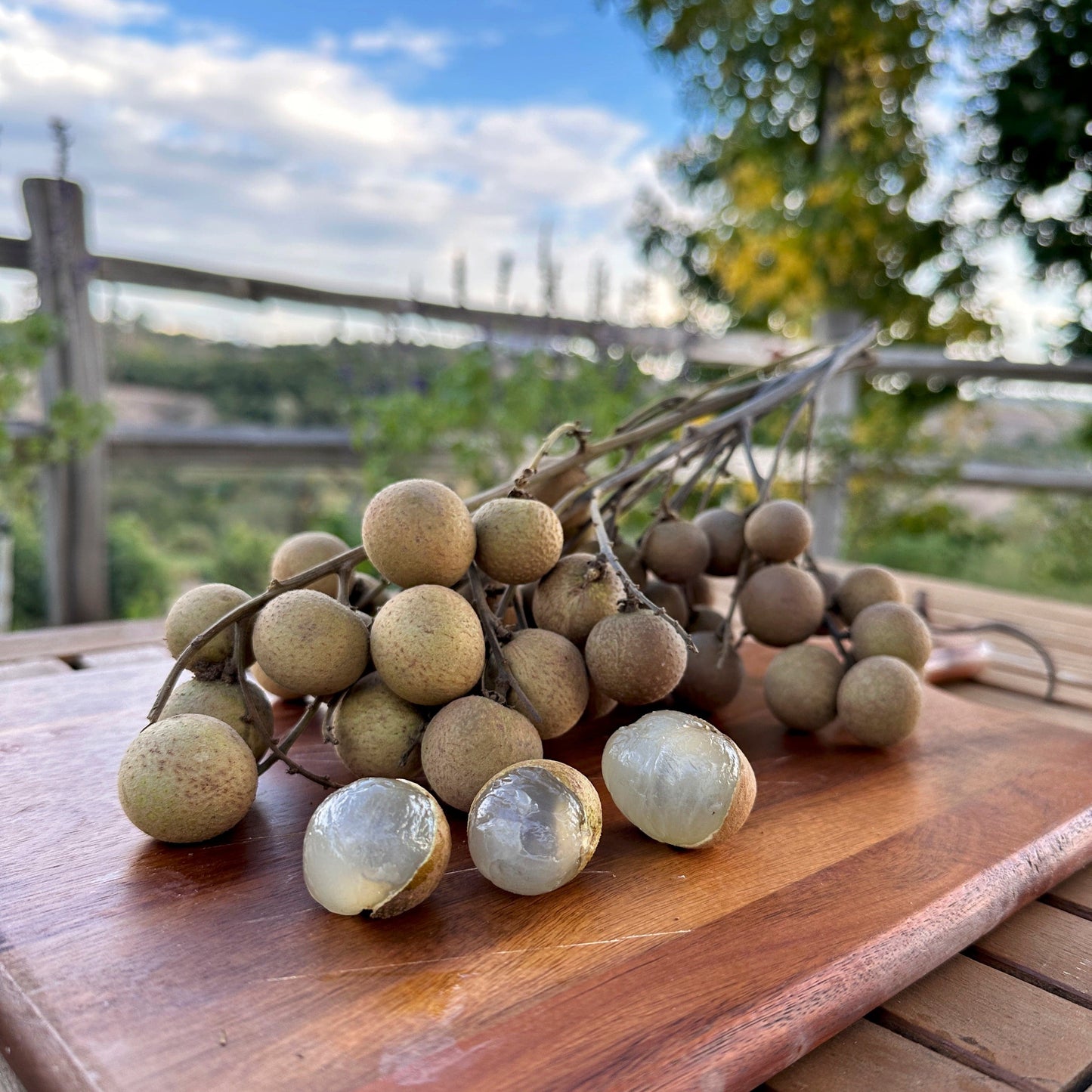 Longan