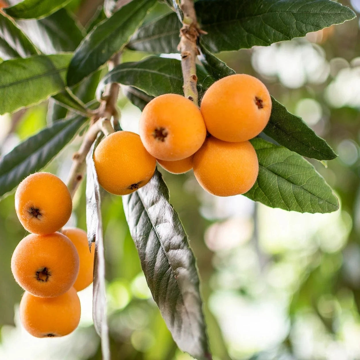 Loquat Good Hill Farms Fruit: Loquat