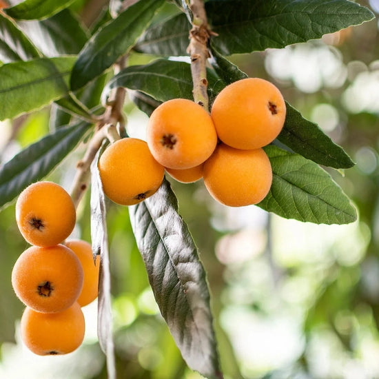 Loquat Good Hill Farms Fruit: Loquat