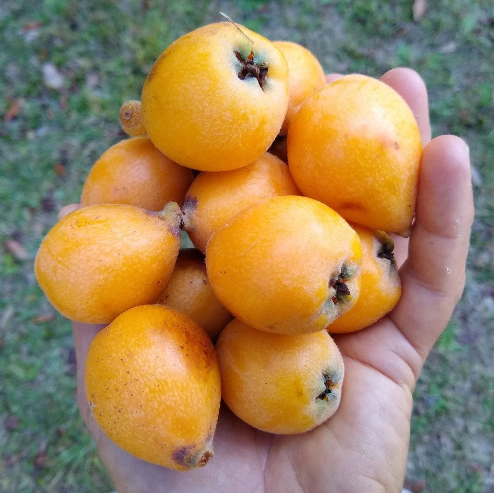 Loquat Good Hill Farms Fruit: Loquat